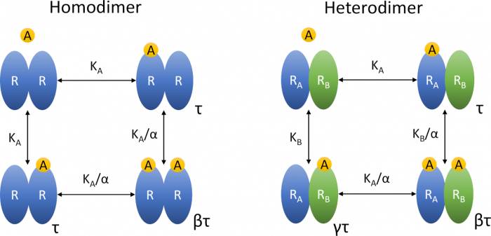 Insights into the operational model of agonism of receptor dimers