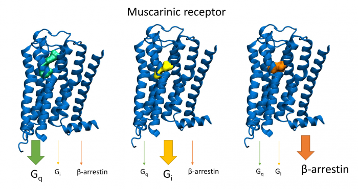Functionally selective and biased agonists of muscarinic receptors.