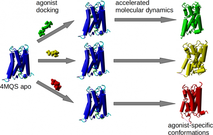 Agonist-specific conformations of the M<sub>2</sub> muscarinic acetylcholine receptor assessed by molecular dynamics