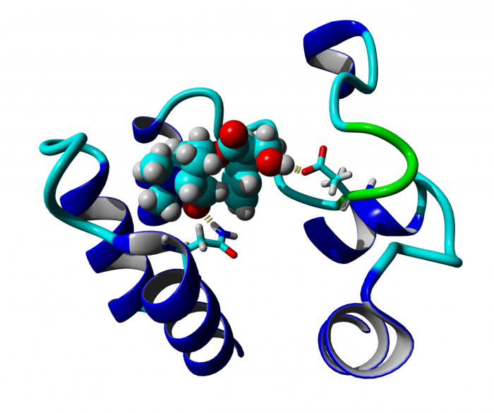 Binding of N-methylscopolamine to the extracellular domain of muscarinic acetylcholine receptors