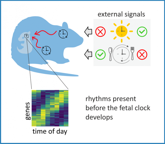 Nová publikace (IF=9.6): Early rhythmicity in the fetal suprachiasmatic nuclei in response to maternal signals detected by omics approach. Greiner P, Houdek P, Sládek M, Sumová A (2022) PLoS Biol 20(5): e3001637.