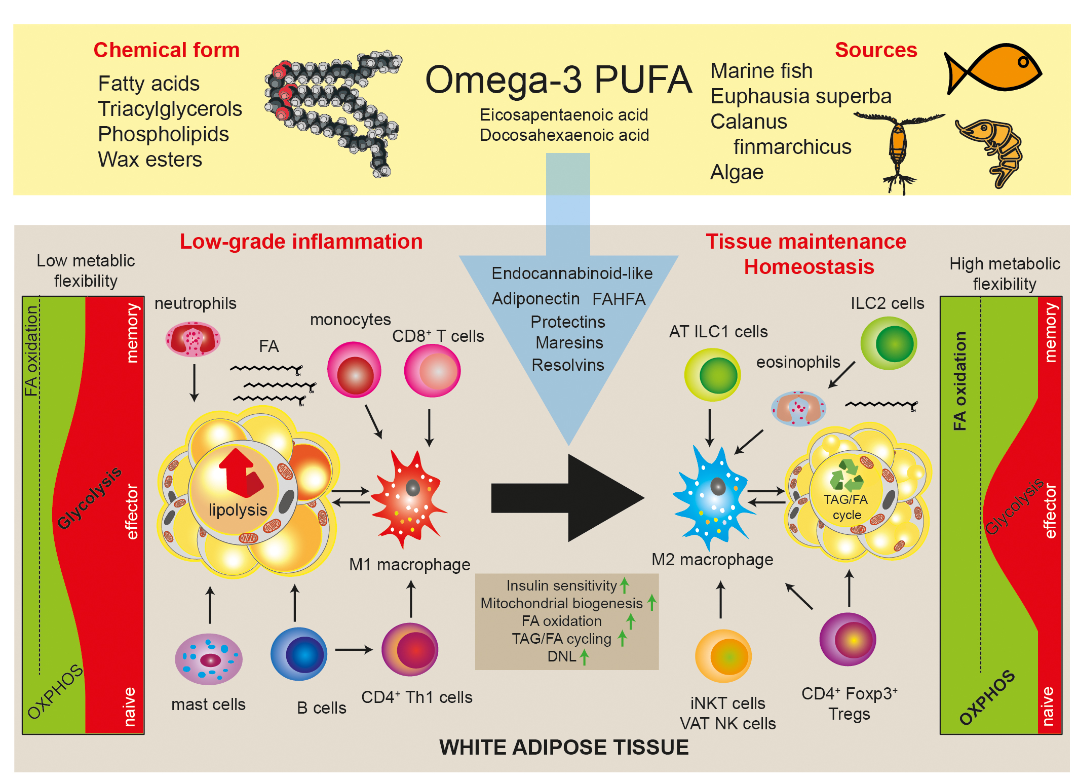 Effects of Omega-3 fatty acid on Atopic diseases